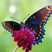 Profile Picture of Hazel Dower (@hazeldower) on Pinterest