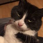 Profile Picture of Angelo Grisafi (@angelo.grisafi.39) on Instagram