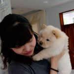 Profile Picture of Chow Chow Lovers (@chow_chow_club) on Instagram