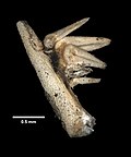 Profile Picture of Asterias rollestonion Wikipedia