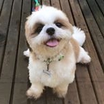 Profile Picture of Jaime The Shih Tzu (@bossyjaime) on Instagram