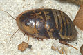 Profile Picture of Arenivagaon Wikipedia