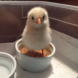 Profile Picture of Bree The Rescue Rooster (@breeandmerooster) on Instagram