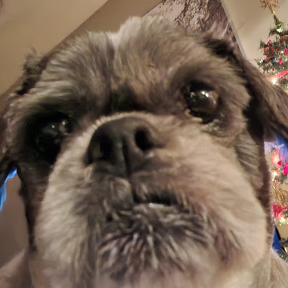 Profile Picture of Michael Gagné (@michaelg52121) on Poshmark