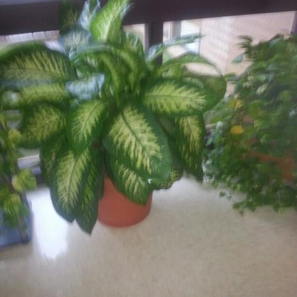 Profile Picture of Mary Husser (@jazadoll) on Poshmark