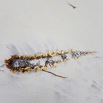 Profile Picture of Sandra Sperling (@sandra.sperling.927) on Instagram
