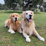Lucas Sugarbear & Ö T T Ō - Instagram Profile Picture of Lucas Sugarbear & Ö T T Ō (@lucas_otto.goldenretriever) on Instagram