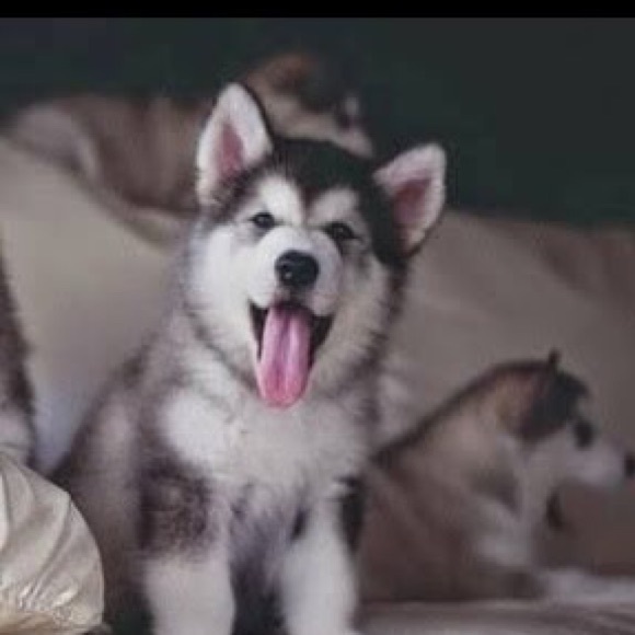 Profile Picture of Matthew Vang (@magicmat) on Poshmark