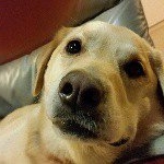 Monica Spurling - Instagram Profile Picture of Monica Spurling (@talesofscooby) on Instagram