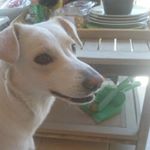 Matthew Lewin - Instagram Profile Picture of Matthew Lewin (@lewin_matthew) on Instagram