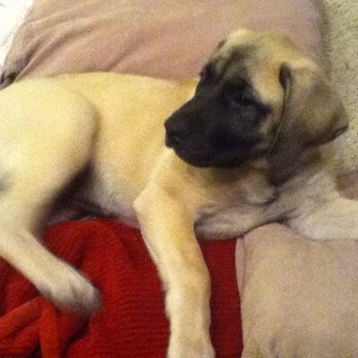 Profile Picture of Gavin Robert Bloom (@BloomGavin) on Twitter