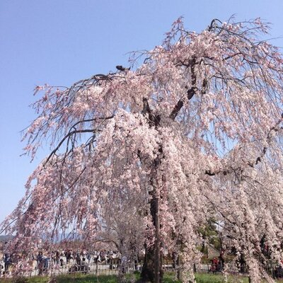 Profile Picture of 張瑾 (@BeibeizhuGg) on Twitter