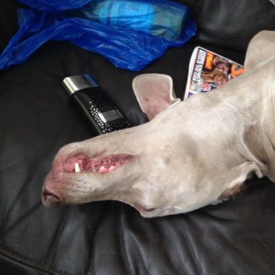 Profile Picture of David Ovenden (@tazmad2) on Twitter