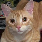 Profile Picture of Matthew Scheinman (@matt_scheinman24) on Instagram