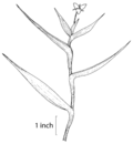 Profile Picture of Murdannia keisakon Wikipedia
