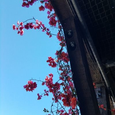 Profile Picture of James Casanova (@JamesCasanovaFL) on Twitter