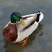 Profile Picture of Andrew Chatfield (@andrewchatfield14) on Pinterest