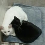 Profile Picture of Zoraida Concepcion (@zoraida.concepcion) on Instagram