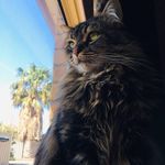 Profile Picture of Zachary Corcoran (@crafted_tntz) on Instagram