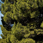 Profile Picture of Bernard Martin-Rabaud (@marabeh) on Flickr