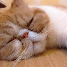 Profile Picture of Cheng Shing Yu (@YolandaCheng111) on Twitter