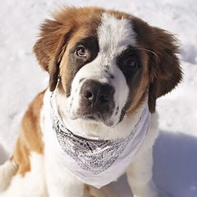 Profile Picture of Darcy Bates (@gerbilcraziness) on Twitter