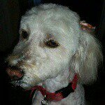 Profile Picture of Steven Toledo (@steven_toledo) on Instagram