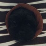 Profile Picture of Friendly Neighborhood Weirdo (@amberjune2) on Instagram