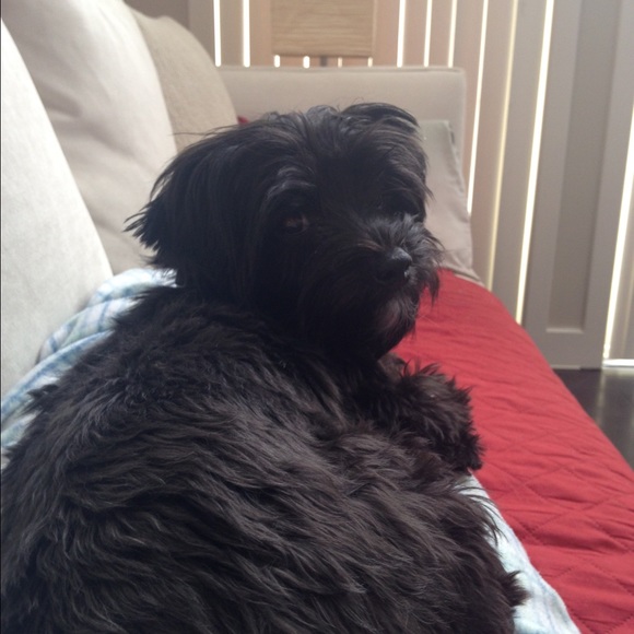 Profile Picture of Samantha Pixley (@spixley11) on Poshmark