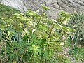 Profile Picture of Ashitaba - Wikipediaon Wikipedia