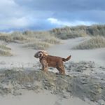 Profile Picture of Mazzel Giesberts (@mazz_thecocker) on Instagram