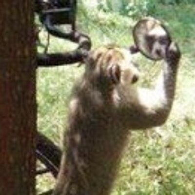 Profile Picture of Jacques Tony Nguesso (@JNguesso) on Twitter