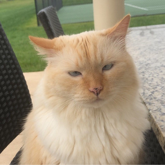 Profile Picture of Sarah Albirini (@sarahalb4) on Poshmark