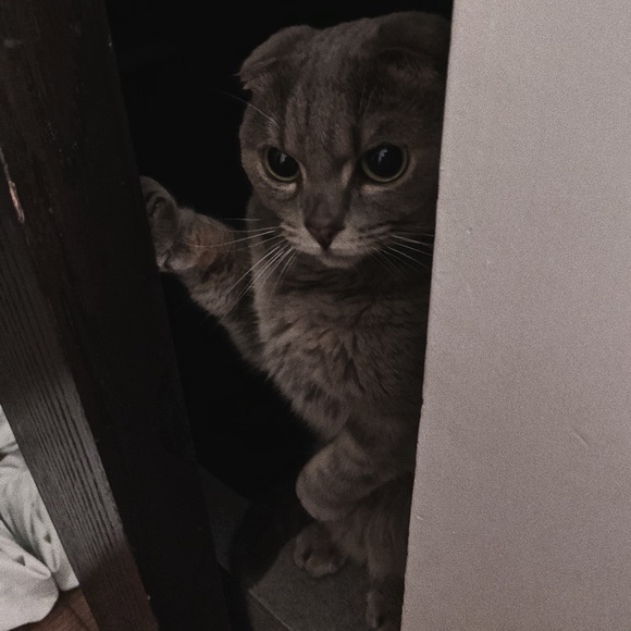 Profile Picture of Bianca Boston (@kingweasel) on Poshmark