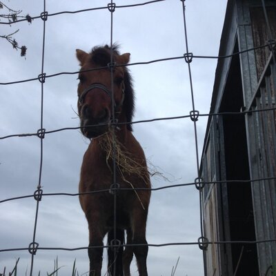 Profile Picture of Lisa Schepers (@SchepersLisa) on Twitter