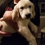 Profile Picture of Jodi McKinney (@highlandergoldens) on Instagram