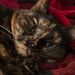 Profile Picture of Ruby (@weberruby1) on Pinterest