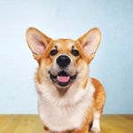 Profile Picture of Honey Way Alfred The Great (@corgialfred) on Instagram
