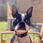 Profile Picture of Jessica Bartusch (@cosmotheboston) on Instagram