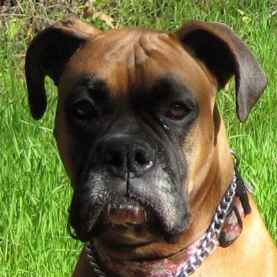 Profile Picture of Mark Meyerson (@MeyersonMark) on Twitter