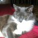 Profile Picture of Joanna Singleton (@joanna9474) on Pinterest