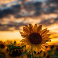 Profile Picture of Hector Iribe (@hector-iribe-5) on Quora