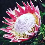 Profile Picture of Kim Stacey Strauss (@kimstaceystrauss) on Instagram