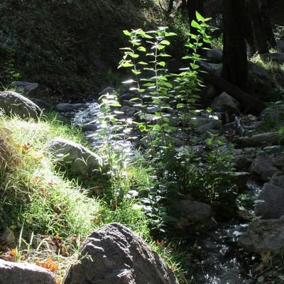 Profile Picture of Chad Rickman (@plantmancali) on Twitter