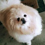 Profile Picture of Maximus Von Magnussen Tapia (@thiccboimax) on Instagram