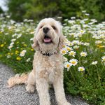Profile Picture of Joanne Adams Pilling (@joanne.a.pilling) on Instagram
