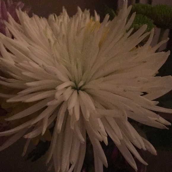 Profile Picture of Layla Vanpool (@layladawn_420) on Poshmark