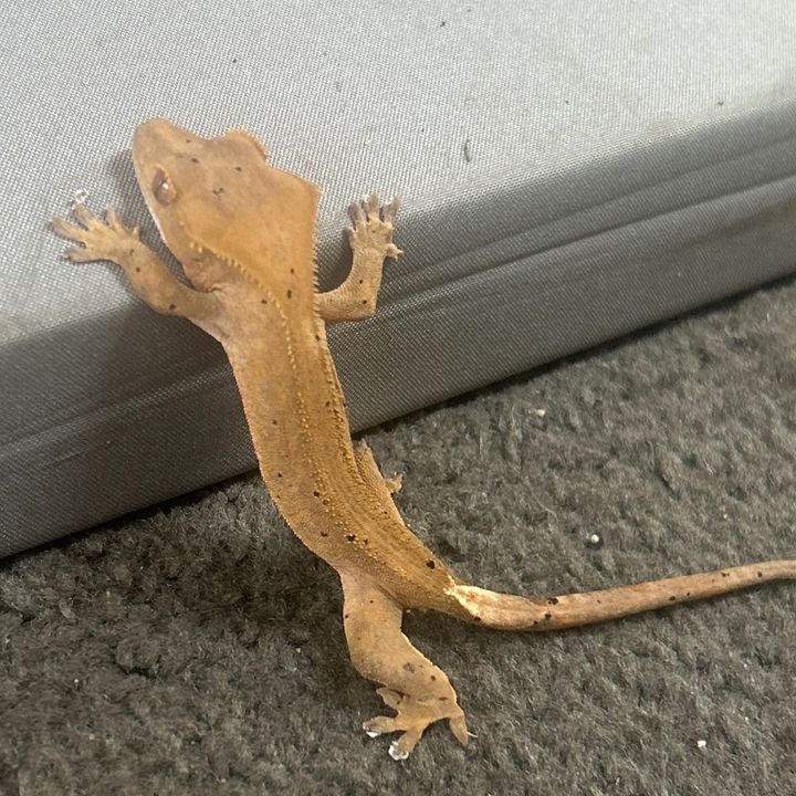 Profile Picture of darrellmccullough1 (@darrell.mcculloug) on Tiktok