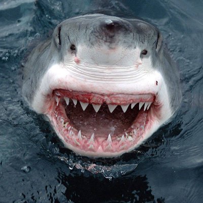 Profile Picture of Bryan Howland (@BKHowland) on Twitter