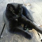 Profile Picture of angel haoneycutt (@honeycutt_angel) on Instagram